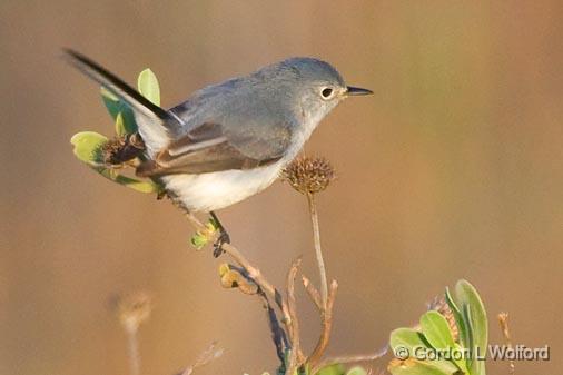 Blue-gray Gnatcatcher_39178.jpg - Blue-gray Gnatcatcher (Polioptila caerulea) photographed along the Gulf coast near Rockport, Texas, USA.